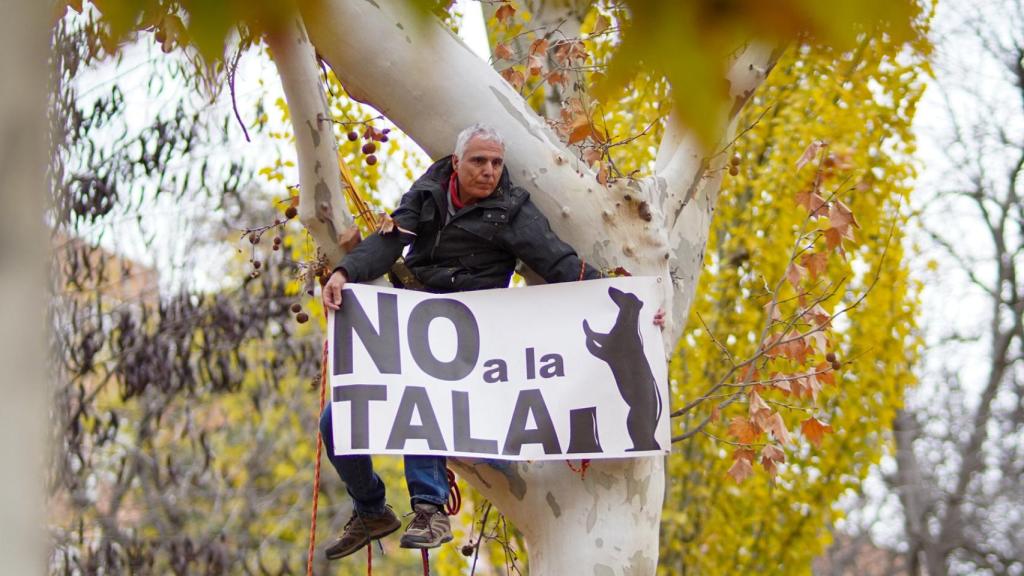 Varios vecinos se encadenan a los árboles en protesta por las talas de la ampliación de la L11