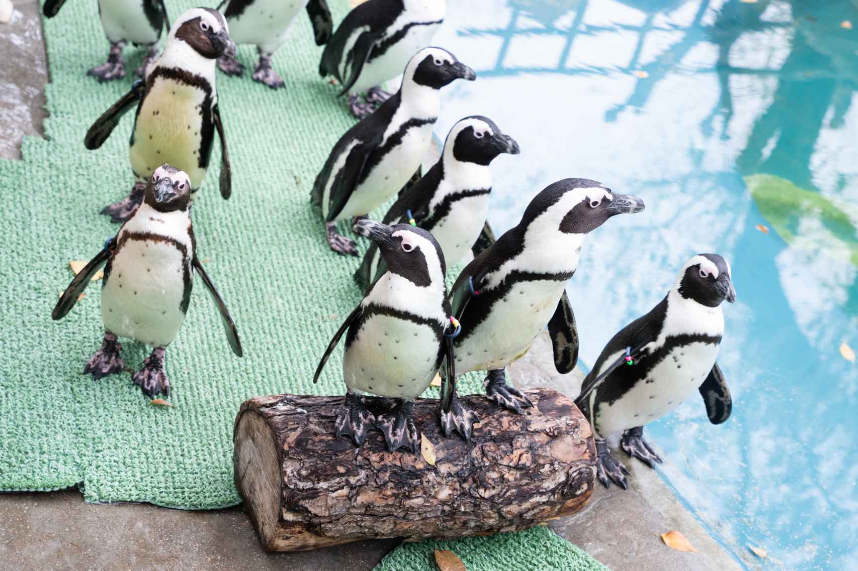 Los pingüinos de Jackass en el Zoo Aquarium de Madrid.