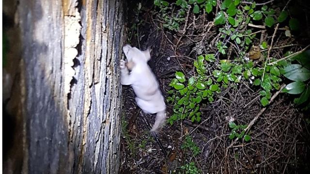 Imagen del momento del rescate de la cachorra de labrador.