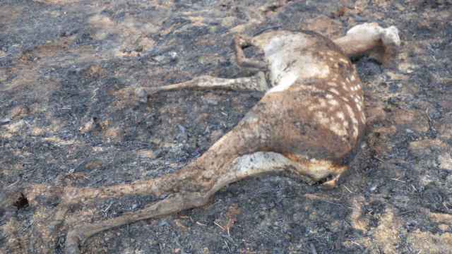 Un cervatillo víctima del incendio forestal de la Sierra de la Culebra