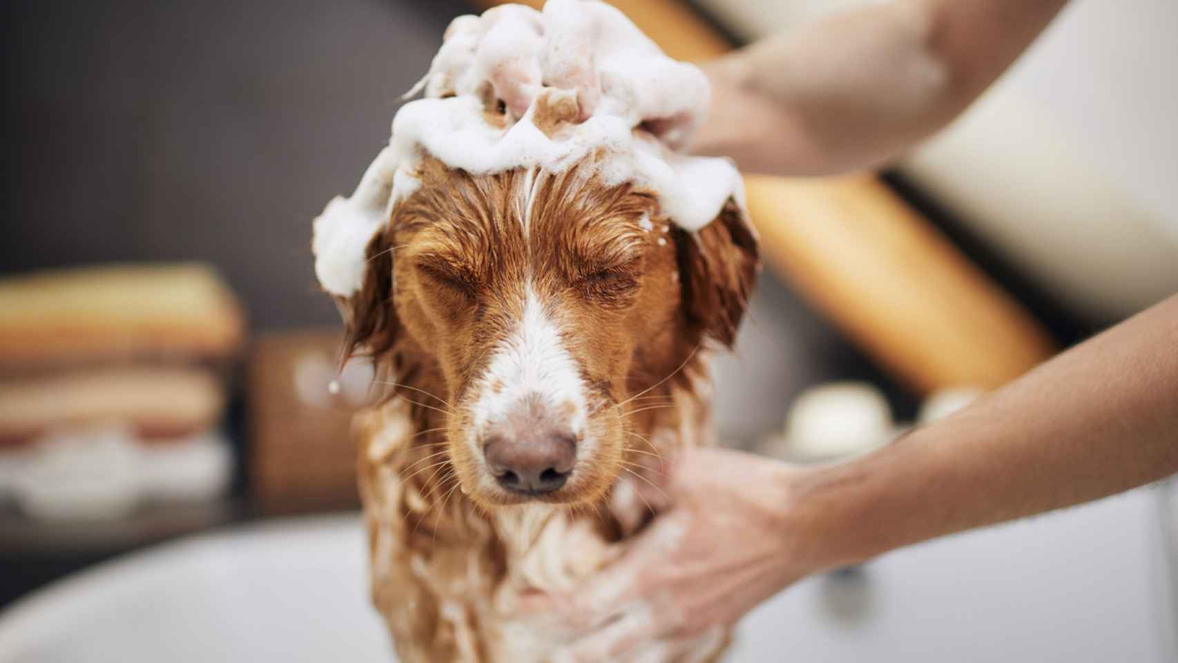 ¿Por qué los perros se vuelven locos después de bañarse? Apunta el motivo para conocer a tu can