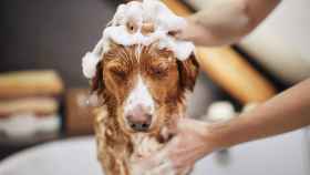 ¿Por qué los perros se vuelven locos después de bañarlos? Apunta el motivo para conocer a tu can