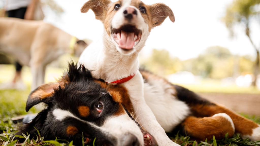 Esta es la raza de perro más desobediente: es difícil de domar