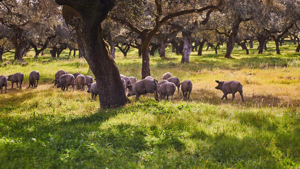 Cerdos en la dehesa de Joselito en Guijuelo (Salamanca).