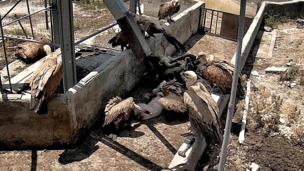 Imagen de un grupo de buitres devorando a un cerdo desatendido en la 'Granja del Terror' de Burgos.