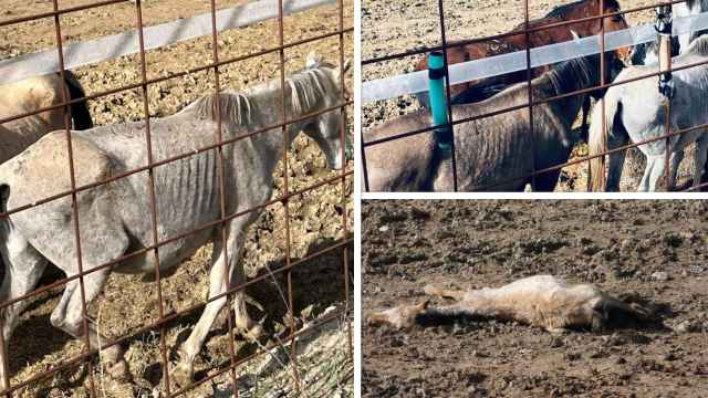 Presencia de caballos desnutridos y el cadáver de uno de ellos en una explotación ganadera en un pueblo de Valladolid