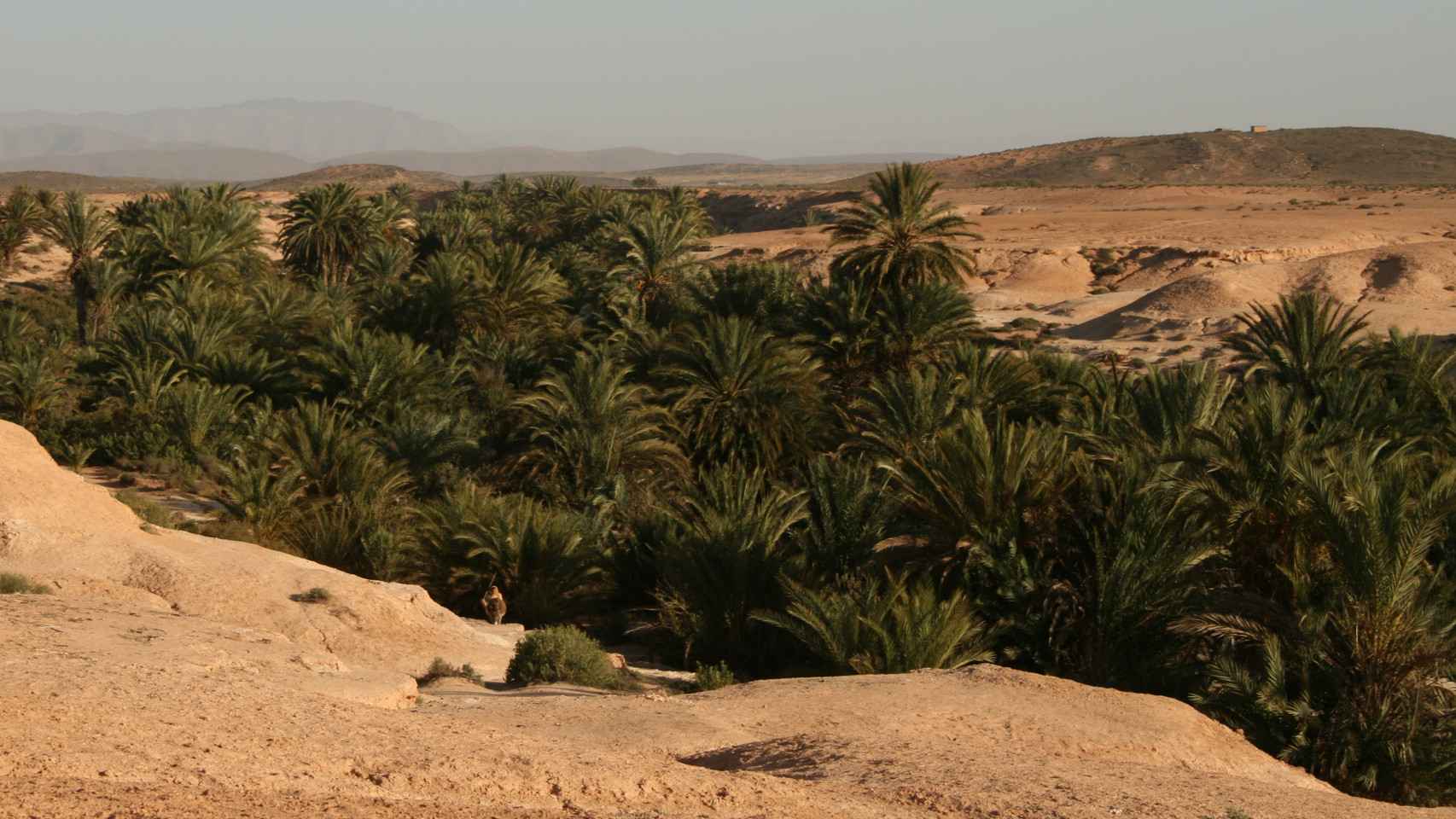 Palmeras datileras en Marruecos