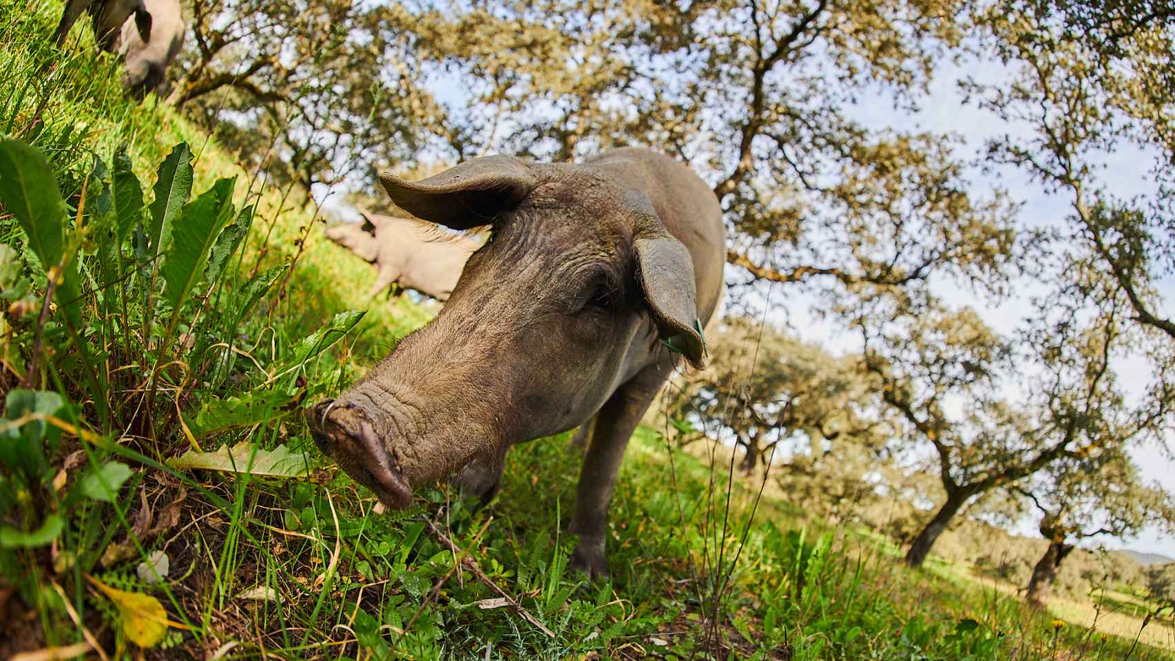 Varios cerdos se alimentan en la dehesa de Joselito.