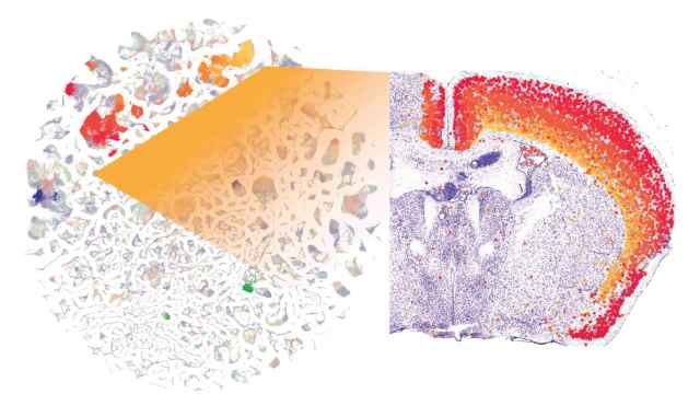 La distinta distribución de las células investigadas en el cerebro del ratón. Chen and Macosko labs