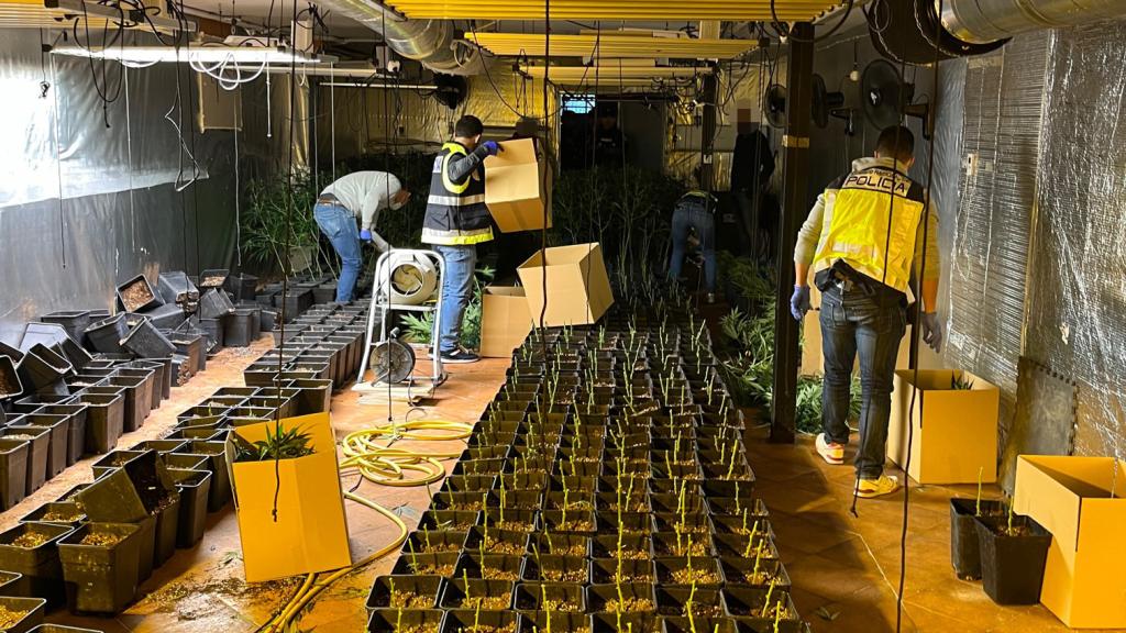 Cuatro detenidos tras hallar una gran plantación de marihuana en un pueblo de Toledo