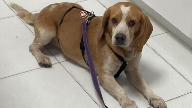 Nei, el beagle desaparecido en A Coruña desde hace días, consigue regresar con sus dueños