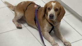 Nei, el beagle desaparecido en A Coruña desde hace días, consigue regresar con sus dueños