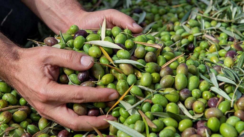 Un agricultor recogiendo aceitunas.