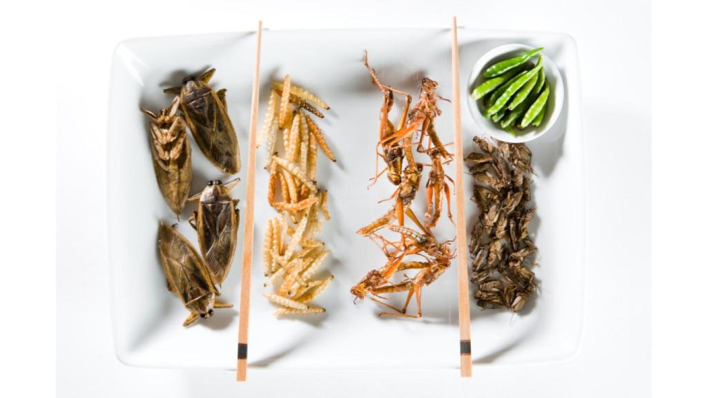 Un plato compuesto por varios insectos.