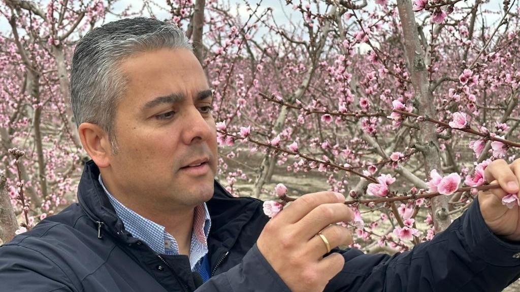 Jesús Cano, diputado autonómico del PP, observando unos cultivos.