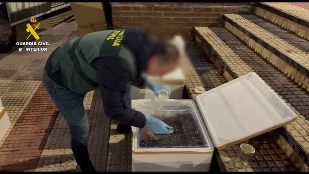 Detenido en Guadalajara con 170 kilos de angulas vivas