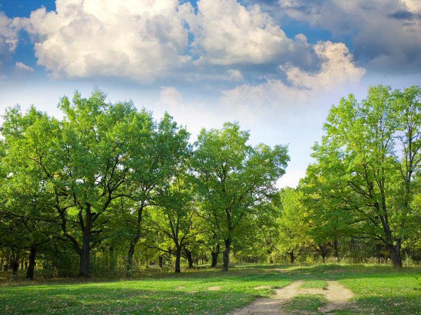 Imagen de un paisaje con árboles y nubes