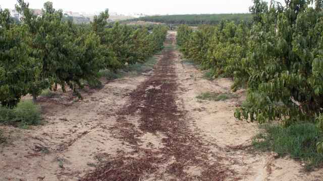 Campo de árboles frutales en Andalucía.