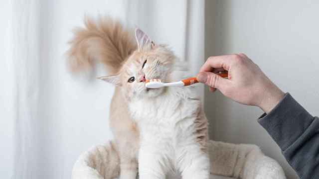 Imagen de archivo de un gato con un cepillo de dientes.