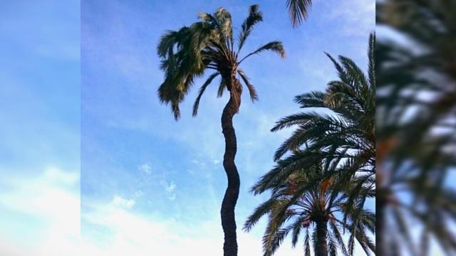 La palmera tornillo de Elche.