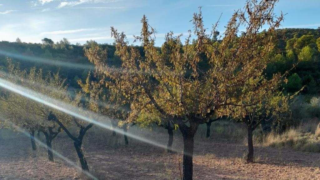 Hay más de 10.000 almendros productores en peligro.