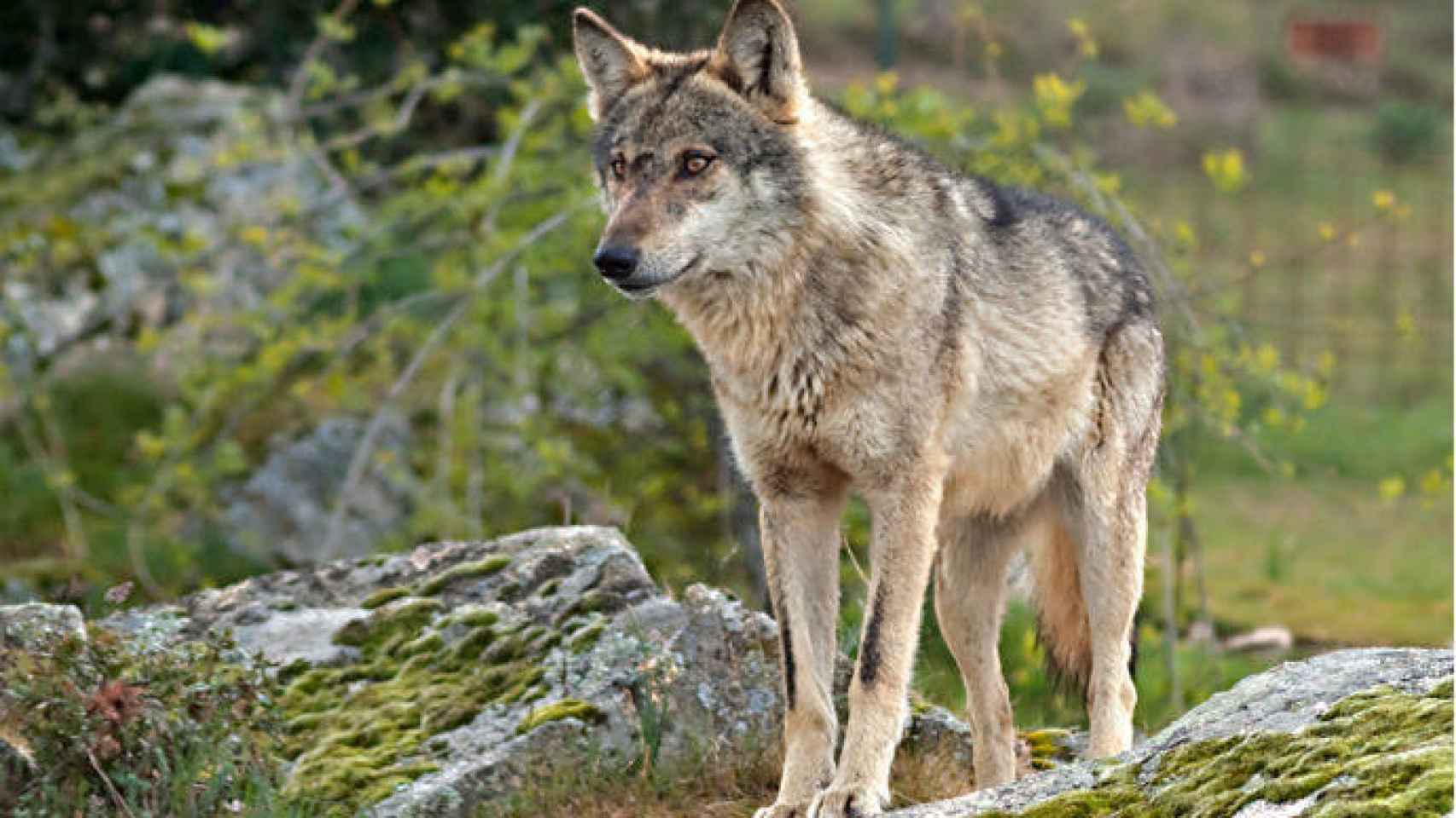 ¿Dónde está el misterioso lobo que se ha avistado en Ciudad Real? La consejera responde