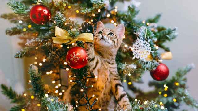 Imagen de un gato subido al árbol de Navidad