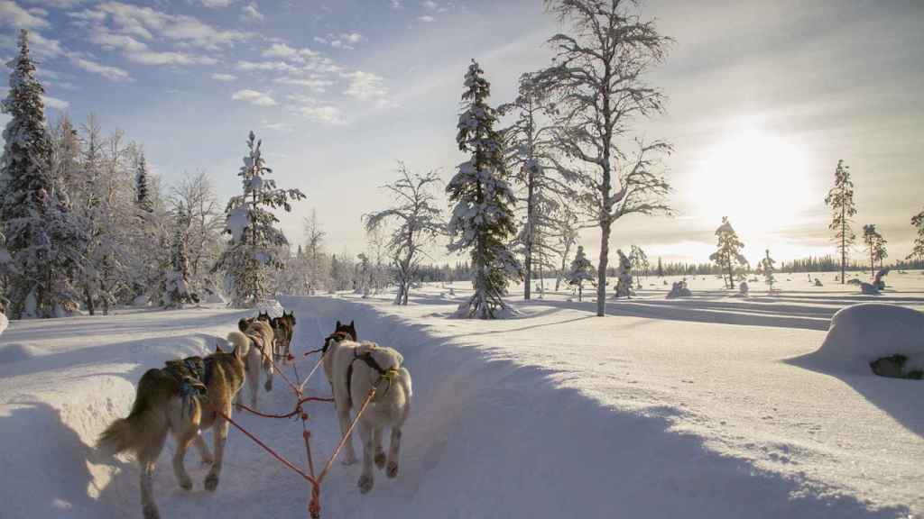 Trineo tirado por huskies en la Laponia finlandesa.