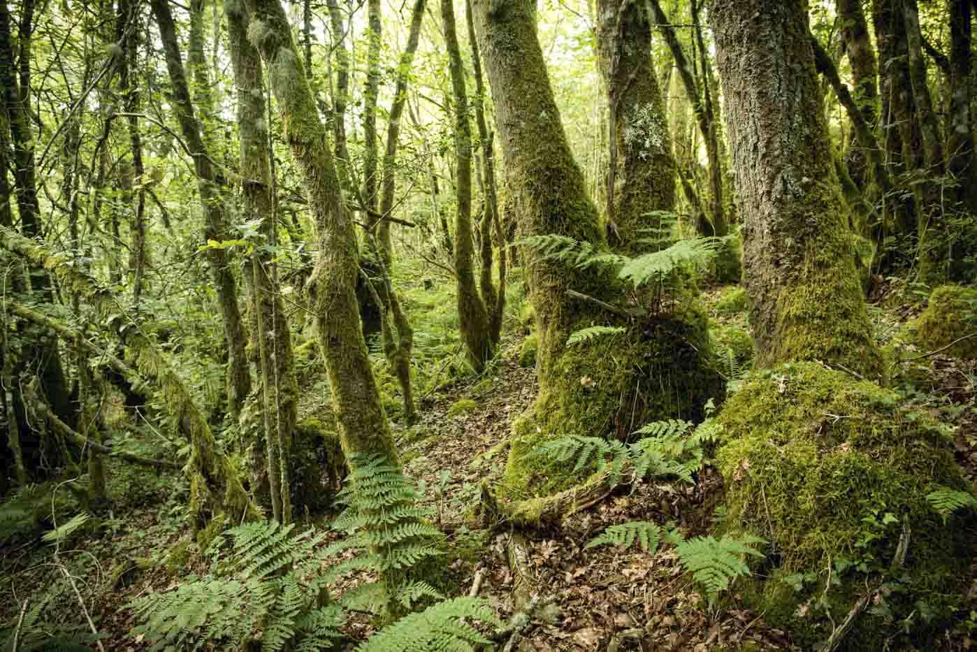 Bosque de A Marronda, Lugo. Foto: Terras de Burón