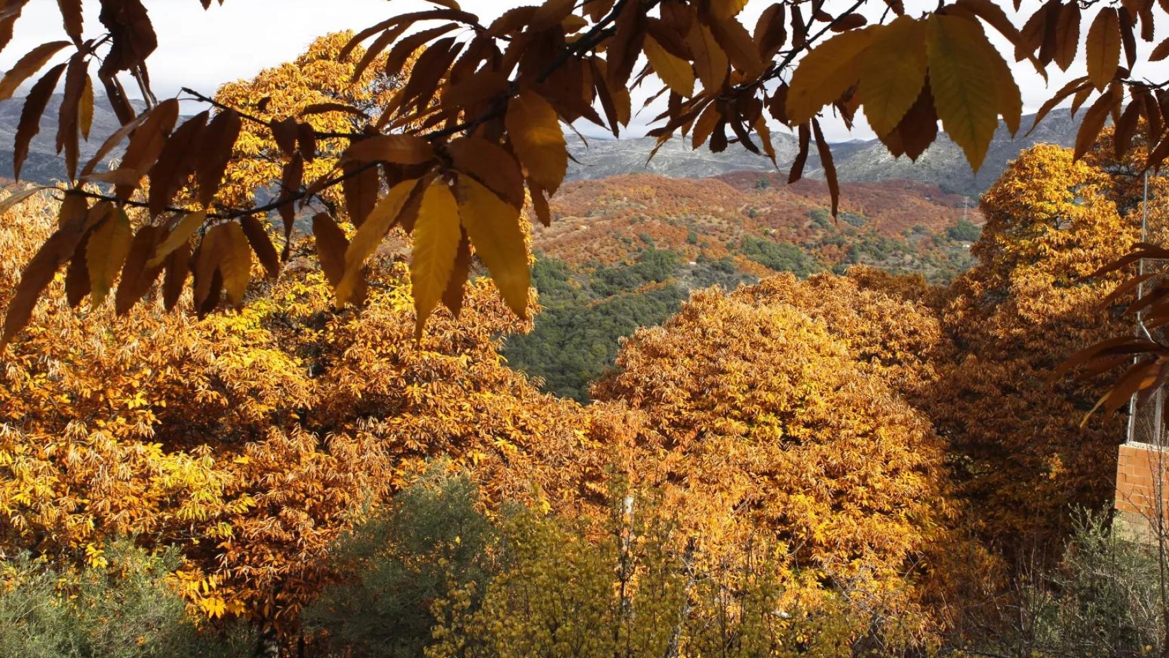 Bosque de Cobre.