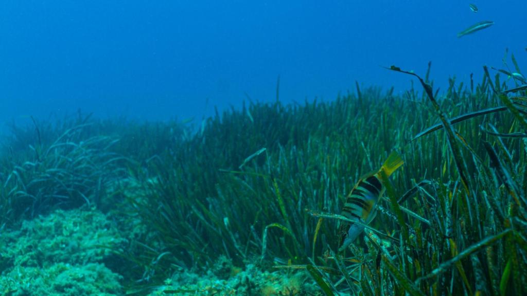 Imagen de archivo de una pradera de posidonia.