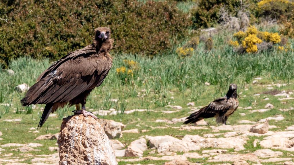 Buitre negro observado por un quebrantahuesos