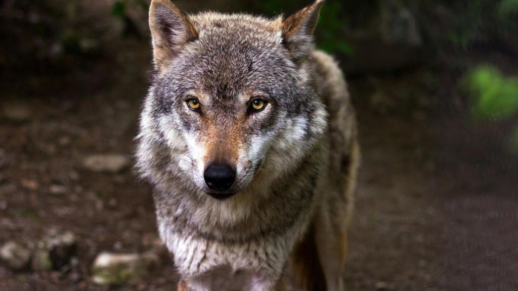 Lobo ibérico