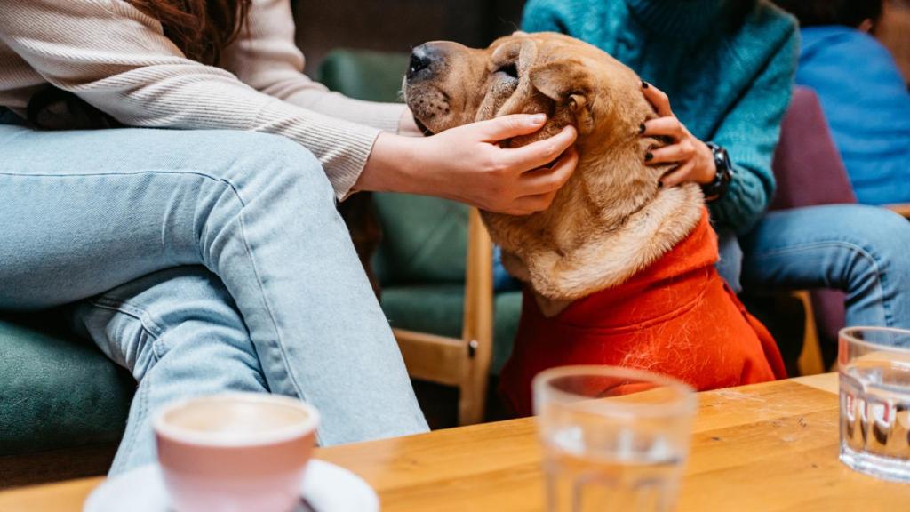 Shar pei