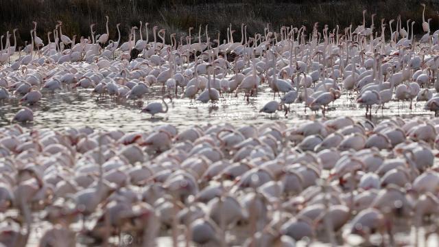 Los flamencos en la Albufera de Valencia