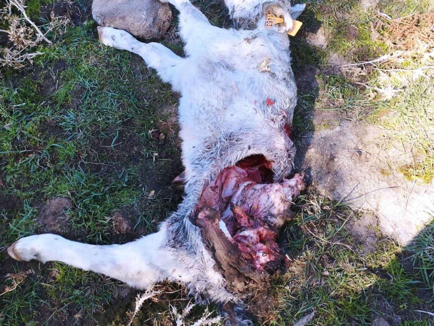 Una res muerta yace tras el ataque de un lobo en una explotación ganadera de Ávila