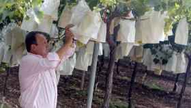 Un agricultor revisa los racimos de uva.
