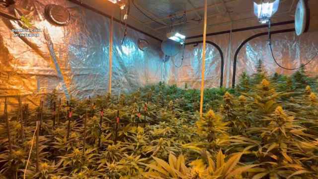 Detienen a una familia italiana con más de mil plantas de marihuana en su casa de Sigüenza