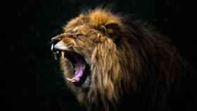 Imagen de archivo de un león rugiendo.