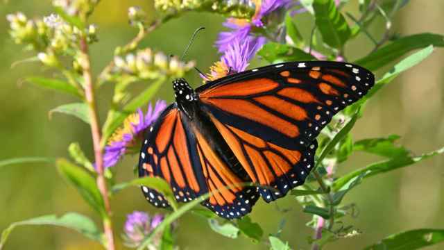 Imagen de archivo de una mariposa monarca hembra.