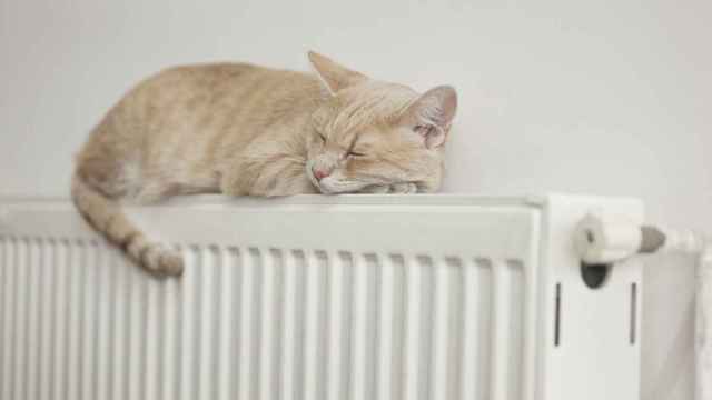 Imagen de un gato sobre un radiador