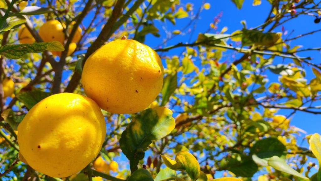 Imagen de unos limones.