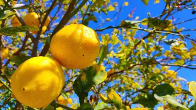 Los limones han sufrido una rebaja de las expectativas para 2024 por los temporales.