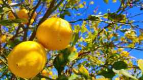 Los limones han sufrido una rebaja de las expectativas para 2024 por los temporales.
