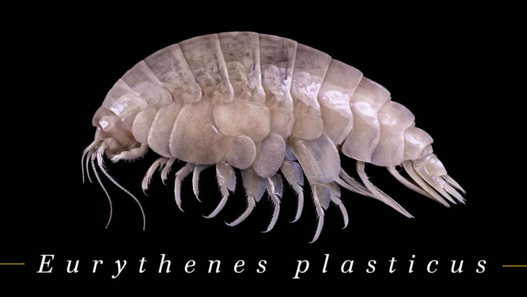 La nueva especie, Eurythenes plasticus, descubierta en la fosa cuyo cuerpo ya estaba contaminado con microplásticos.