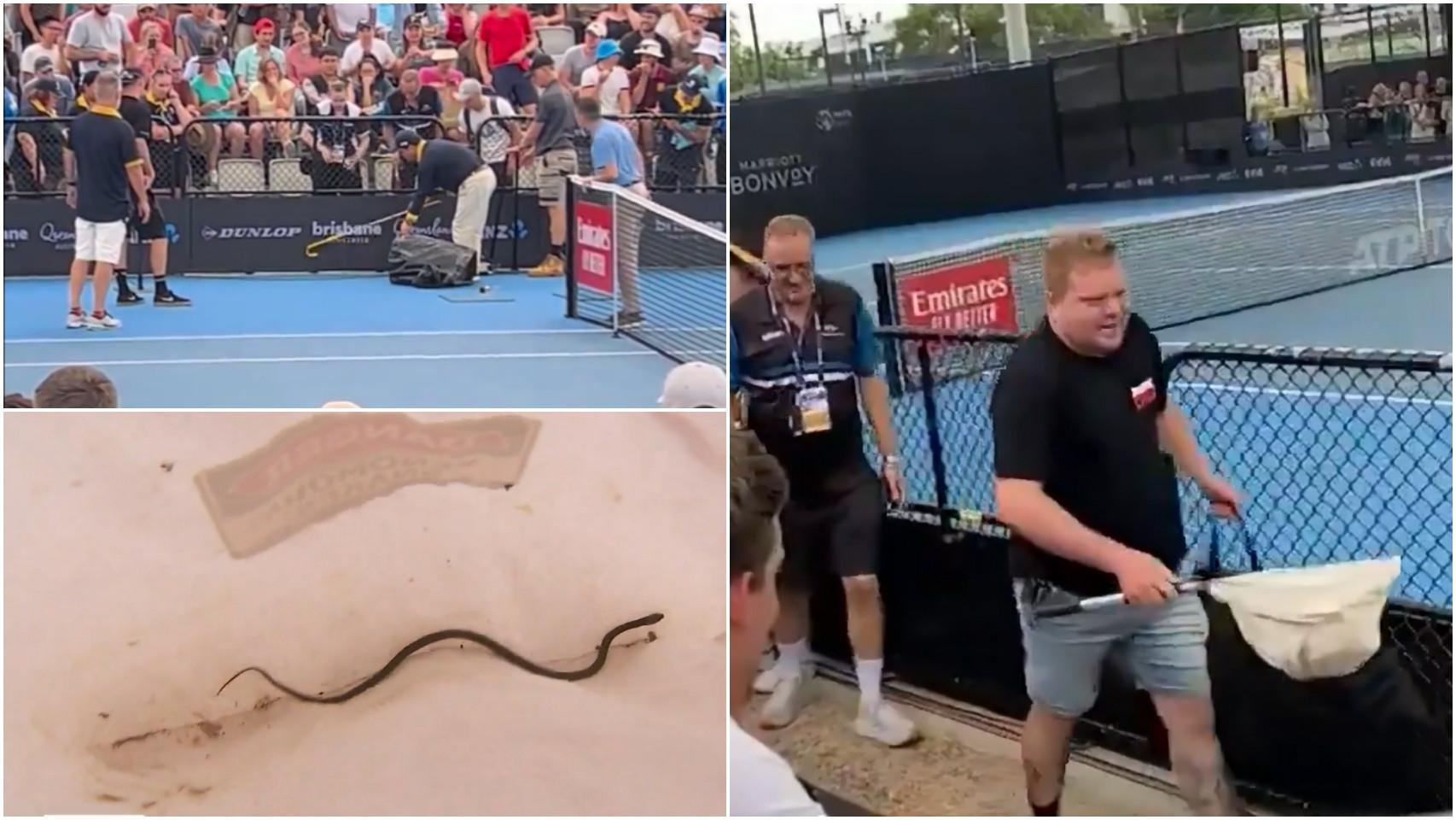 Operarios atrapan a una serpiente en el ATP 250 de Brisbane.