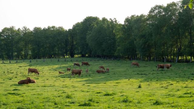 Vacas pastoreando en Friol