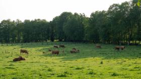 Vacas pastoreando en Friol