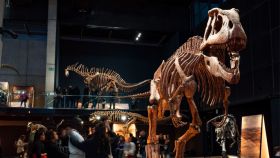 Exposición 'Dinosaurios de la Patagonia' en el Museo de la Ciencia CosmoCaixa, en Barcelona.