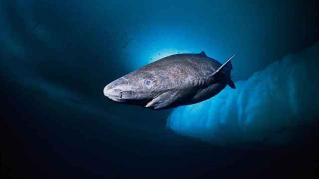 Imagen de archivo de un tiburón de Groenlandia